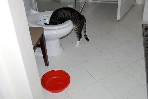 Providing Easy Access to Water (image credits: wikimedia)