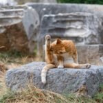 How to Give a Senior Cat More Peaceful Days