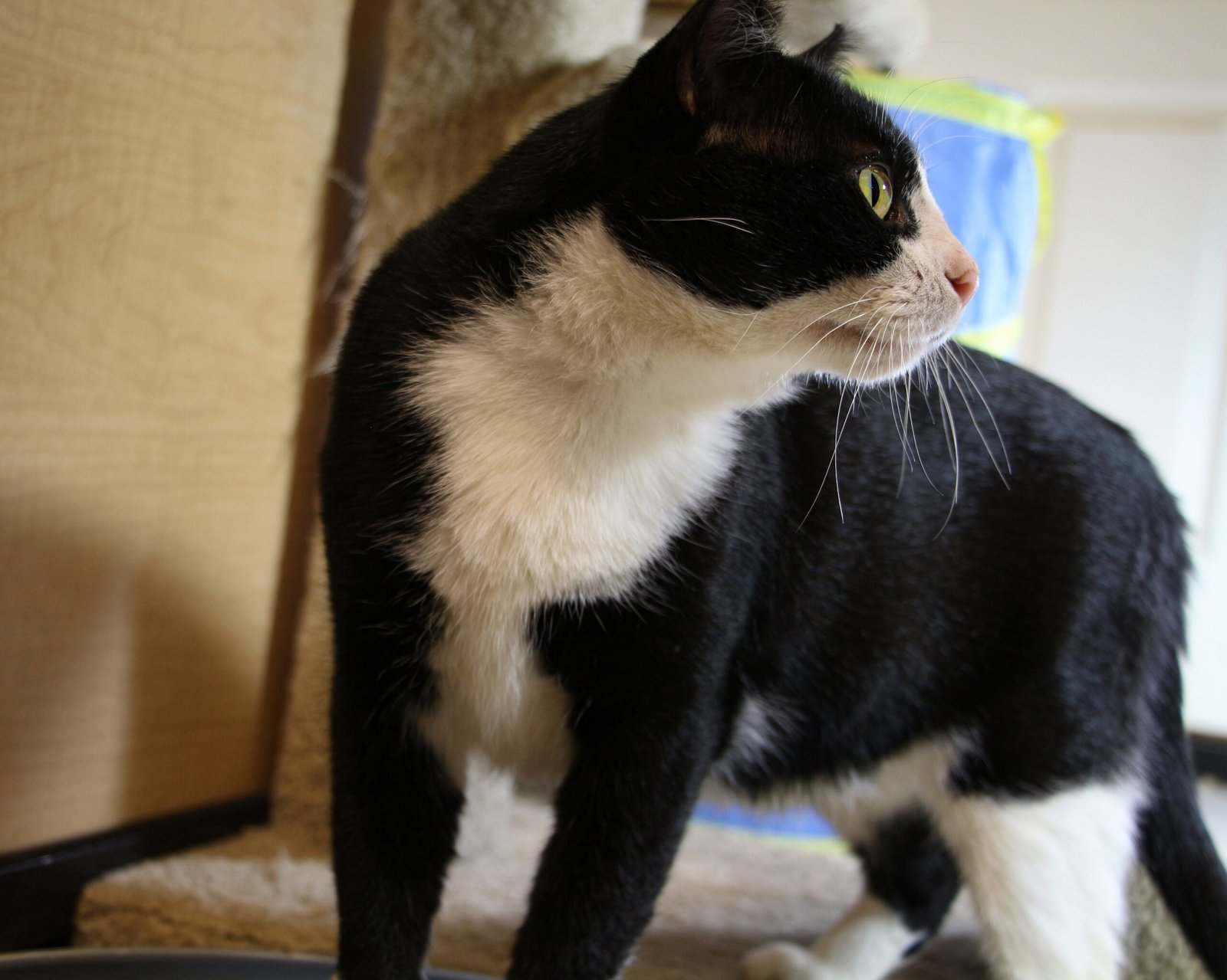 Purring in Your Presence (image credits: wikimedia)