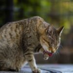 10 Surprising Ways Rescue Cats Show They Trust You