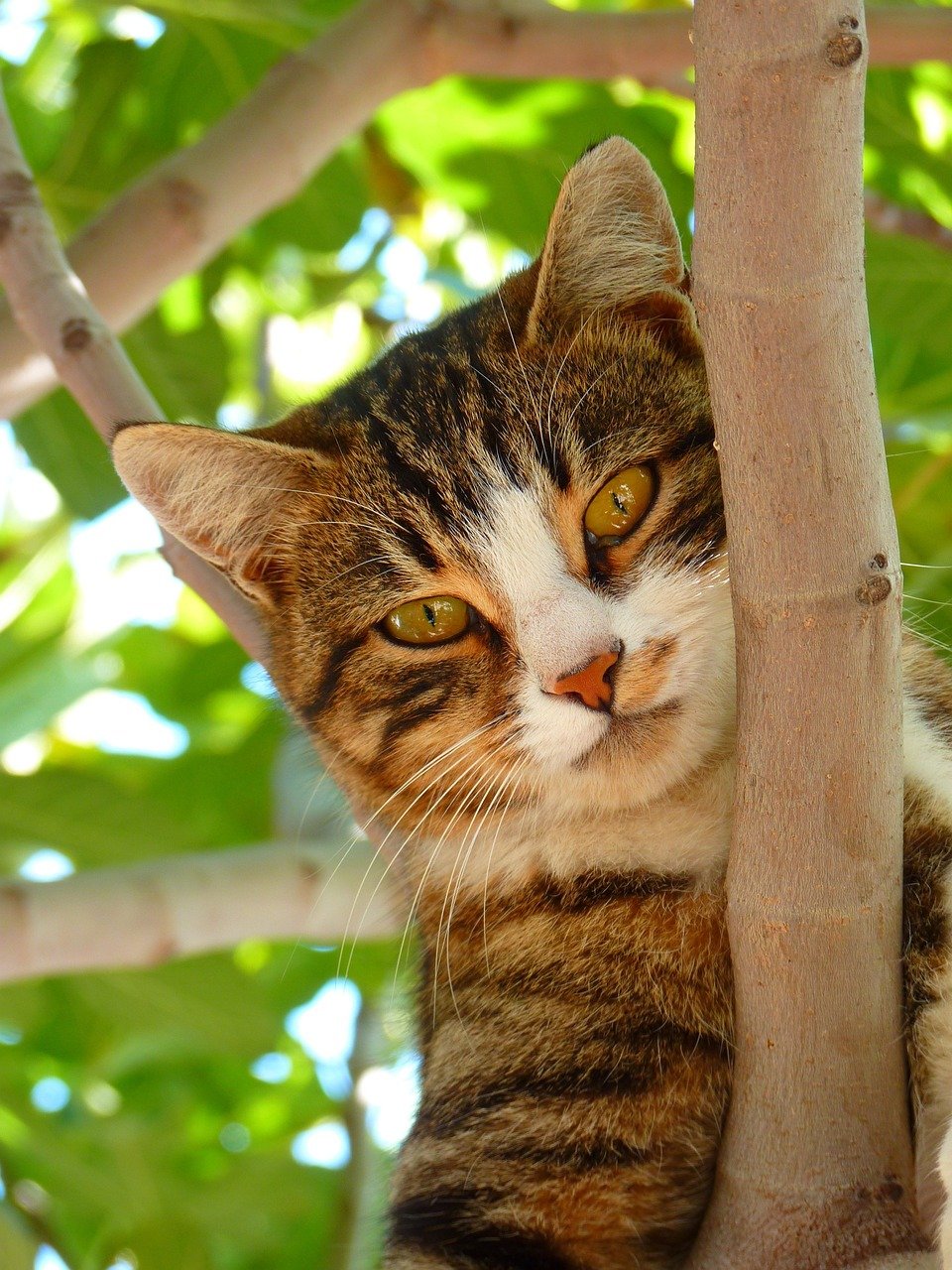 Staring Softly Into Your Eyes (image credits: pixabay)