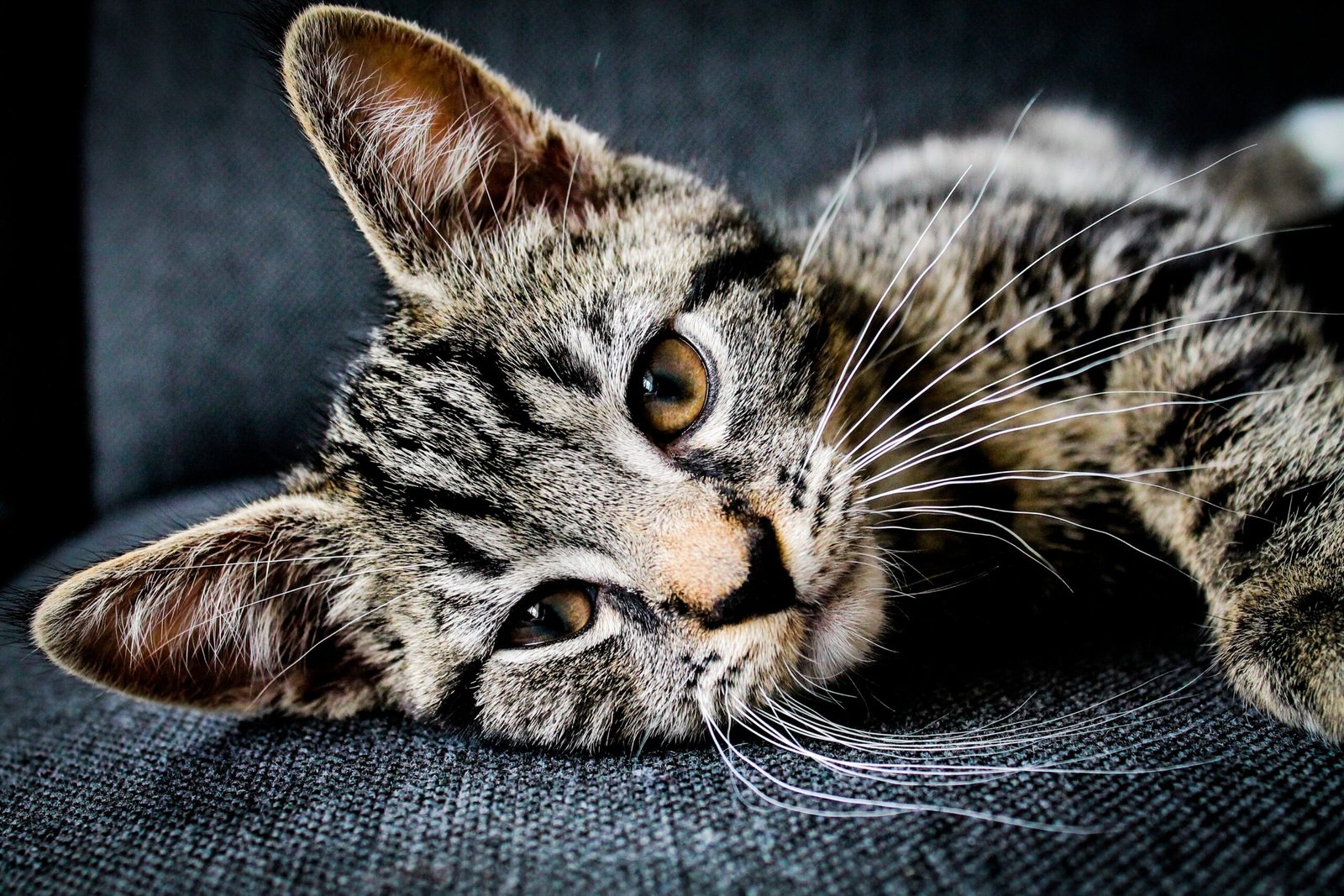Leaning or Resting Against You (image credits: wikimedia)