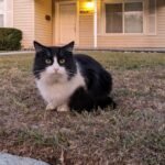 7 Quiet Signs Your Cat Is Trying to Get Closer Emotionally