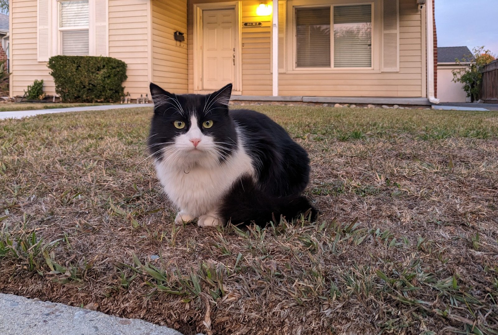 7 Quiet Signs Your Cat Is Trying to Get Closer Emotionally