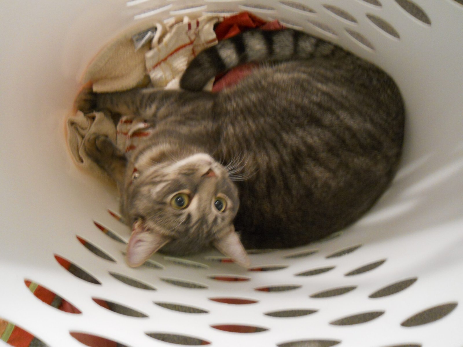The Laundry Room Retreat (image credits: wikimedia)
