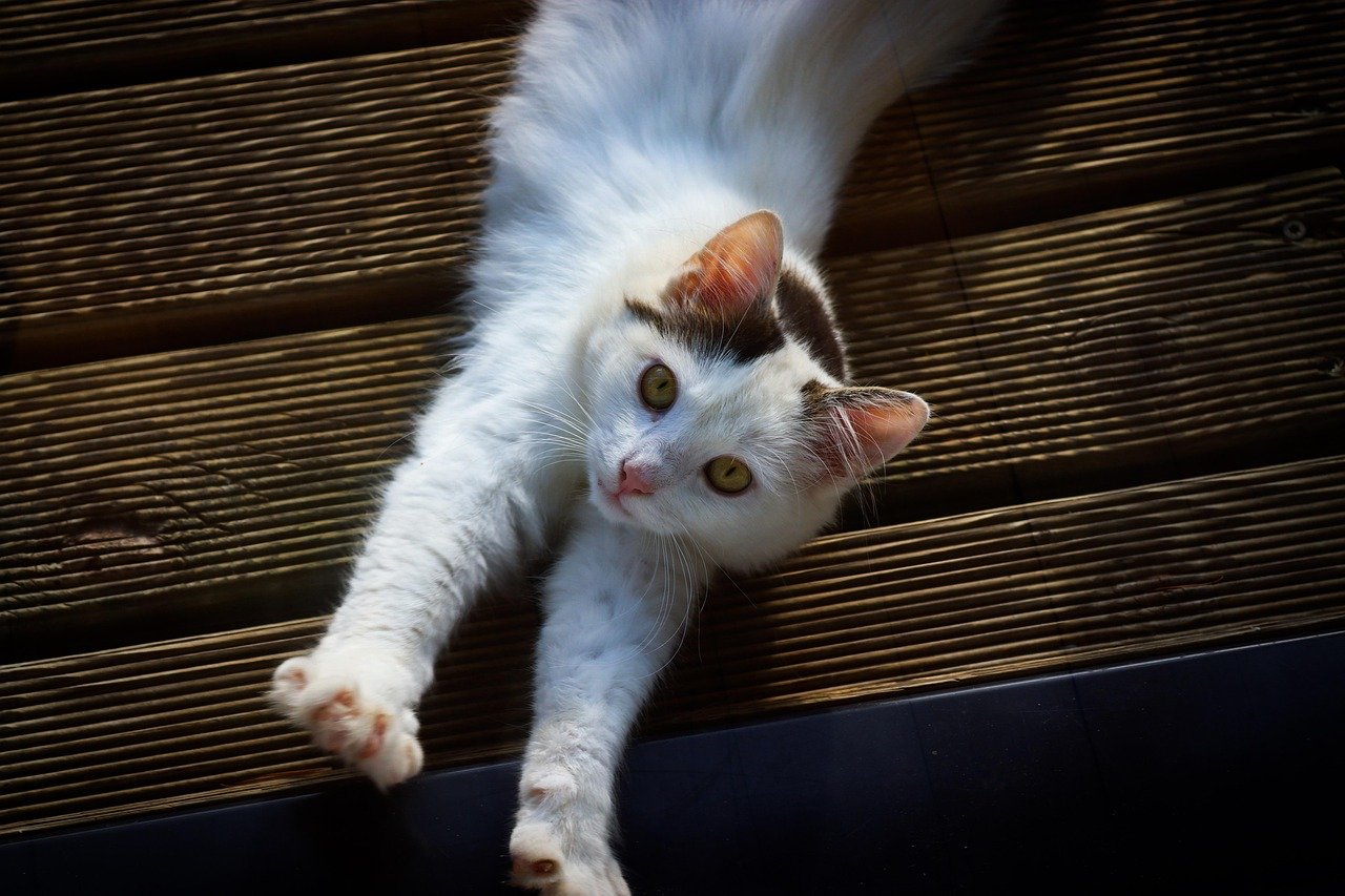The Hallway Stretch (image credits: pixabay)