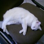 How to Reconnect With a Rescue Cat After a Rocky Start