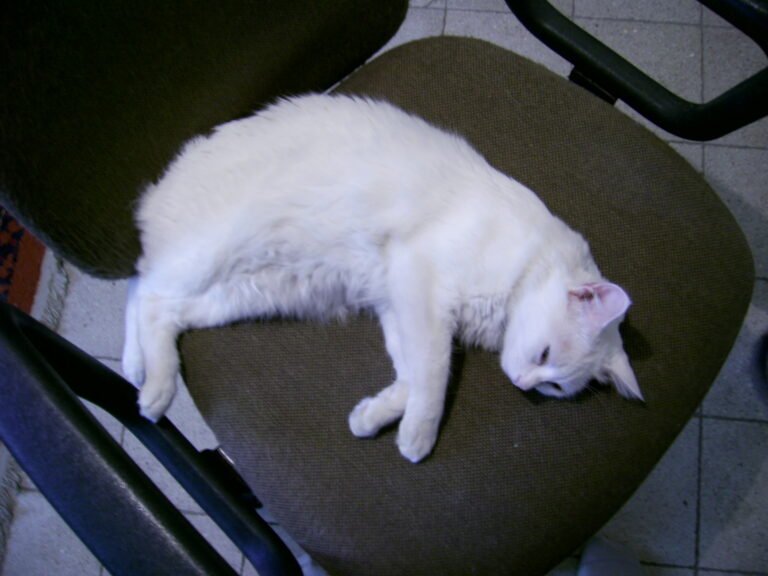 How to Reconnect With a Rescue Cat After a Rocky Start
