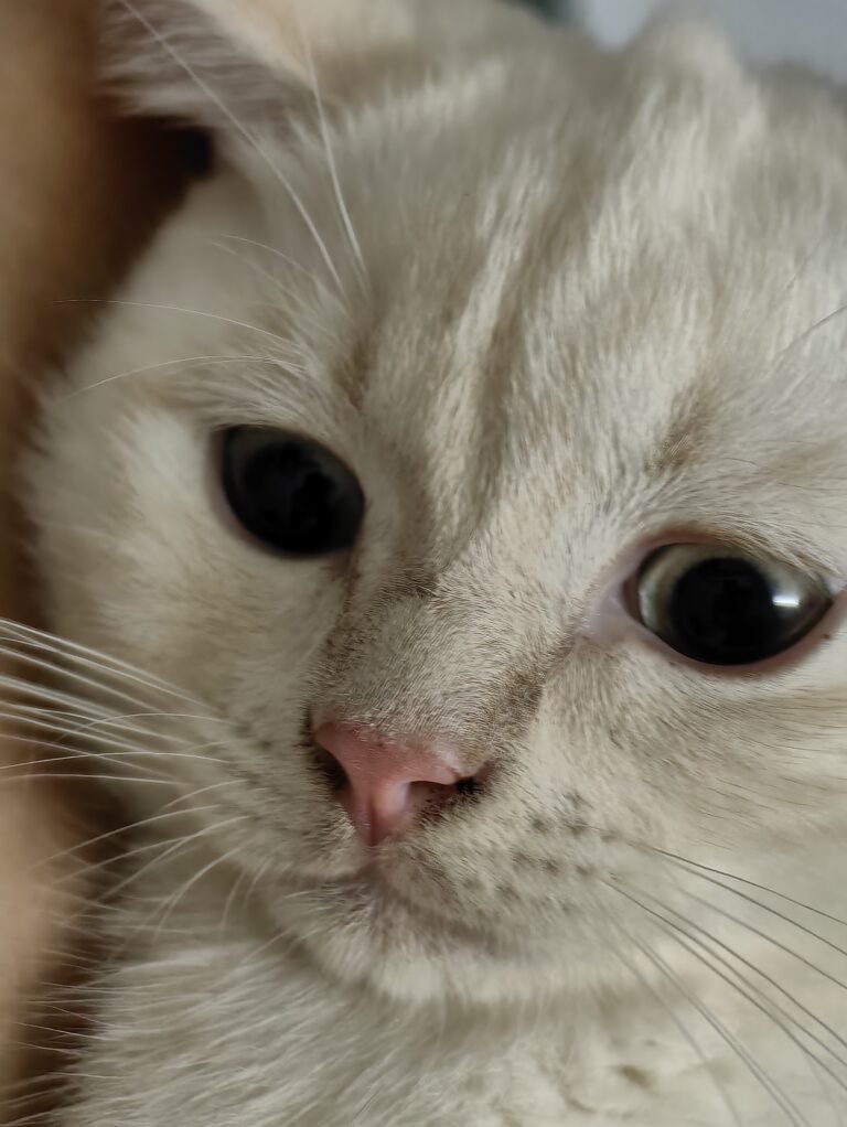10 Emotional Shifts Indoor Cats Go Through That You Might Miss