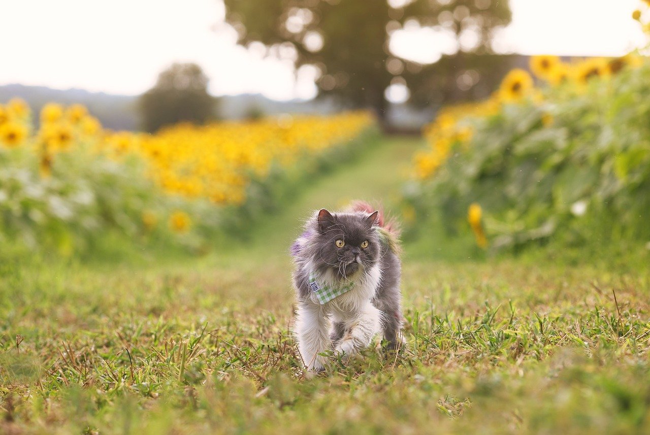 Consistency Eases Multi-Pet Stress (image credits: pixabay)