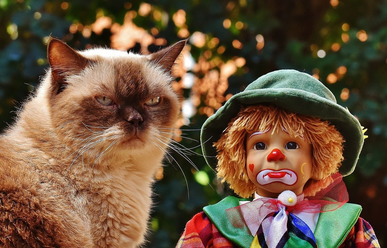 Offer a Variety of Enrichment Activities (image credits: pixabay)