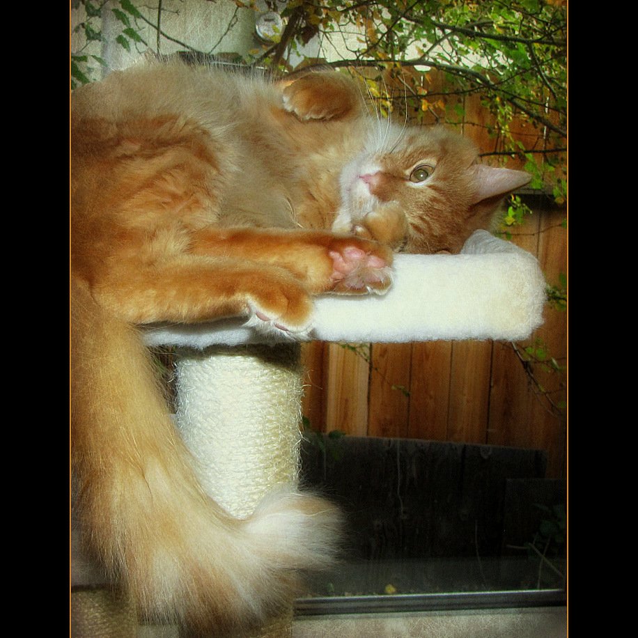Offer Comfort During Storms or Loud Noises (image credits: wikimedia)