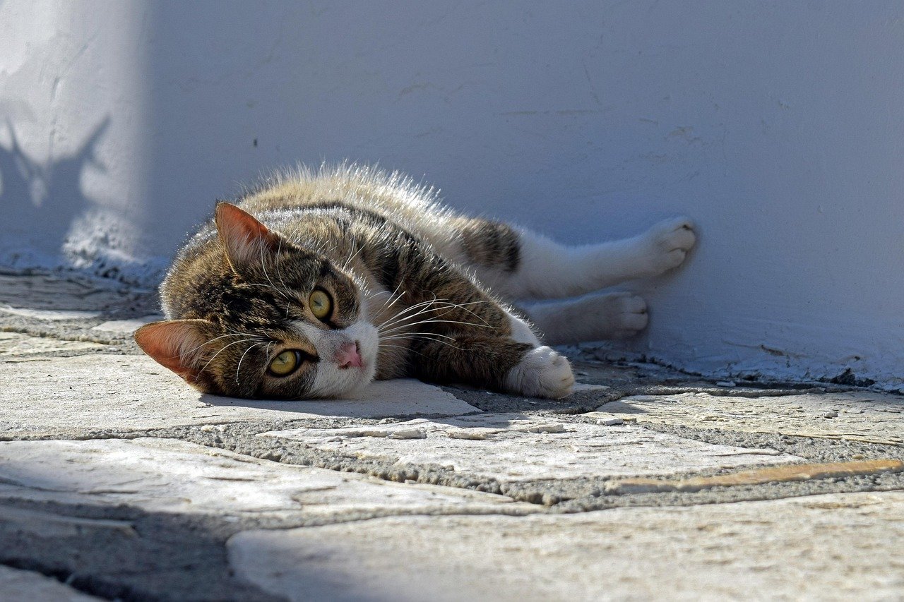 Staring Contests with New Arrangements (image credits: pixabay)