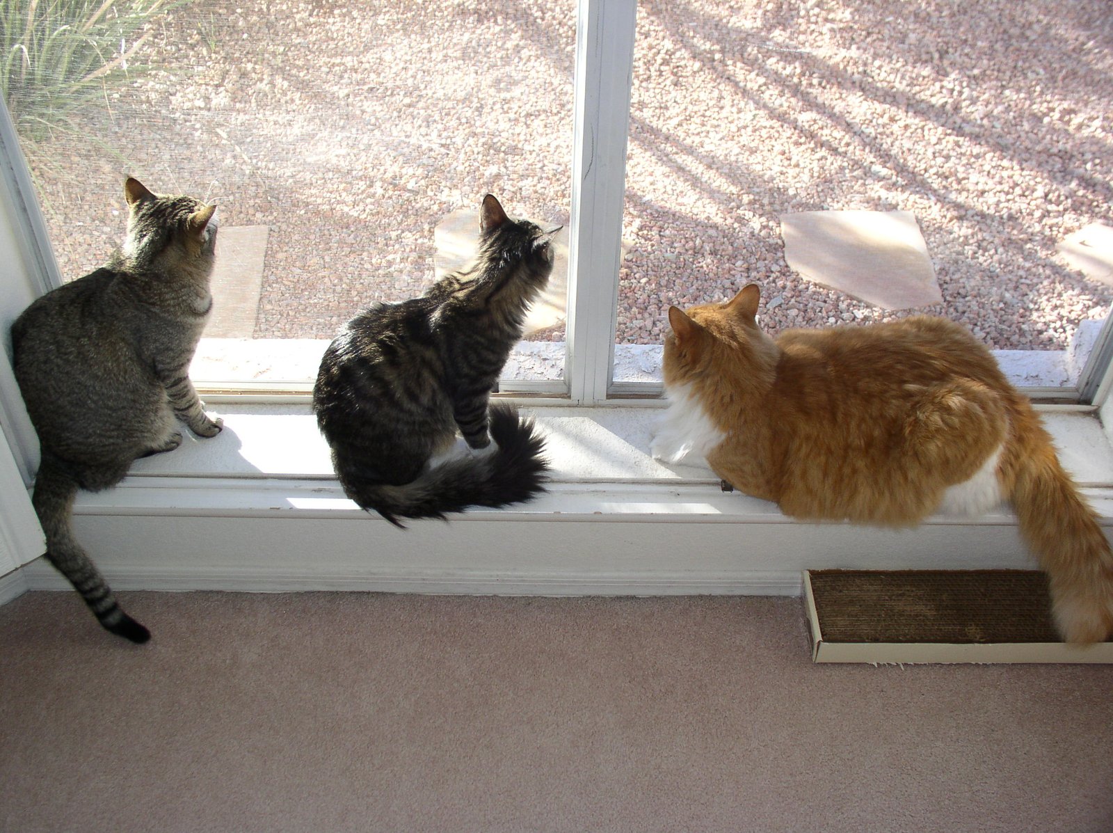 Guarding Favorite Spots (image credits: wikimedia)