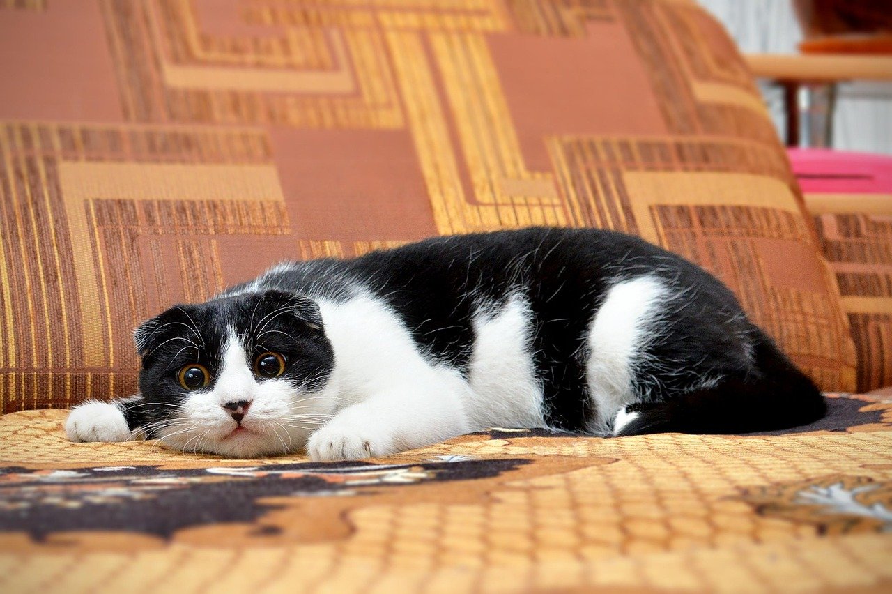 Hunting Instincts Awakened (image credits: pixabay)