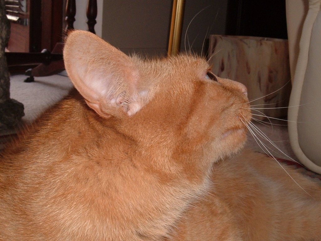 Decoding Ear Positions and Movements (image credits: wikimedia)