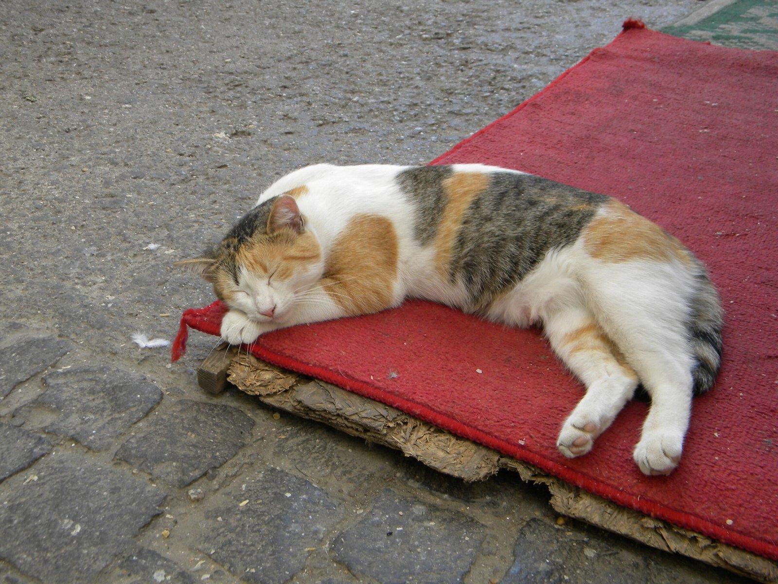 Loss of Interest in Play (image credits: wikimedia)