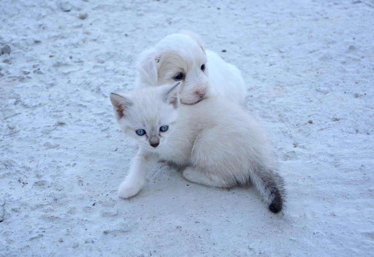 Changes in Socialization with Other Pets (image credits: pixabay)