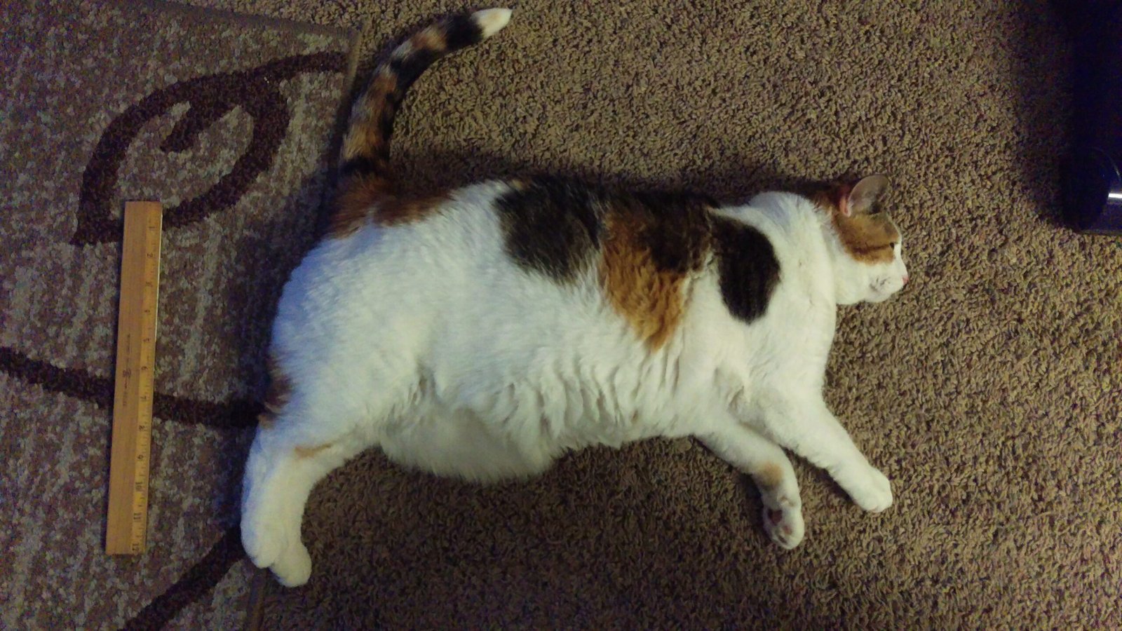 Sudden Weight Loss or Gain (image credits: wikimedia)