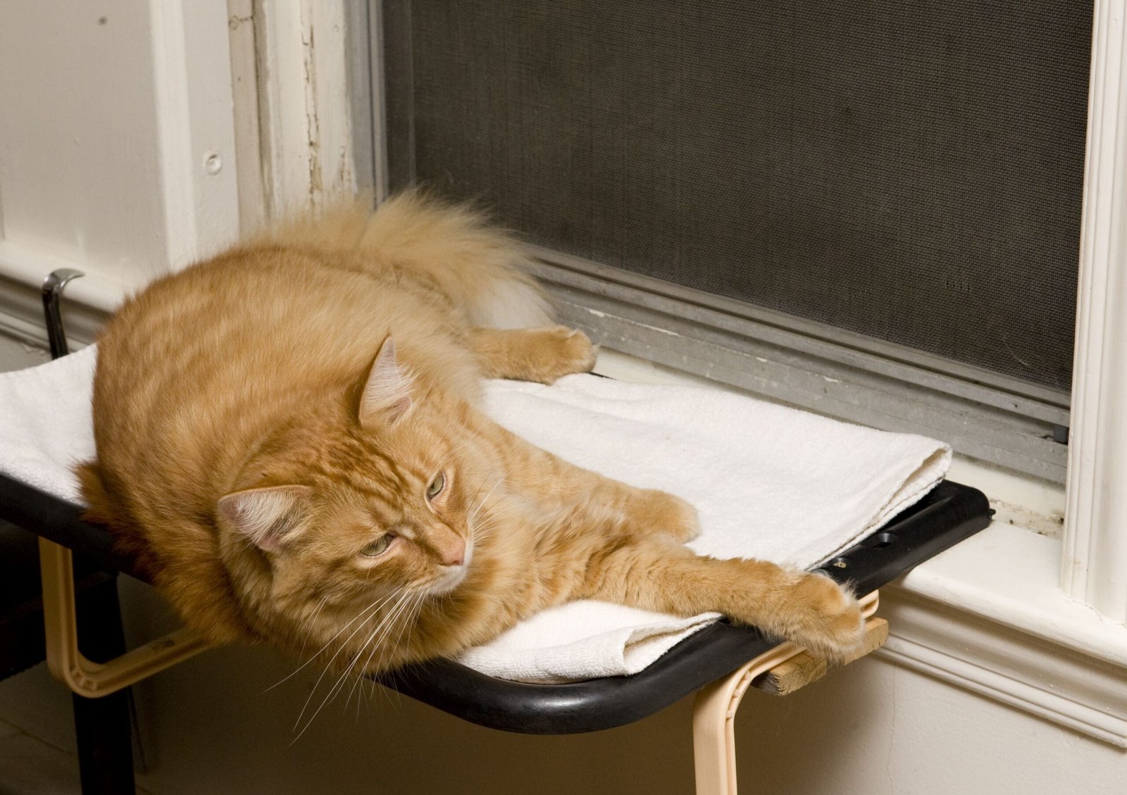 10. Heightened Sensitivity to Noise and Movement (image credits: wikimedia)