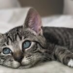 7 Quiet Signs That Rescue Cats Are Starting to Trust You