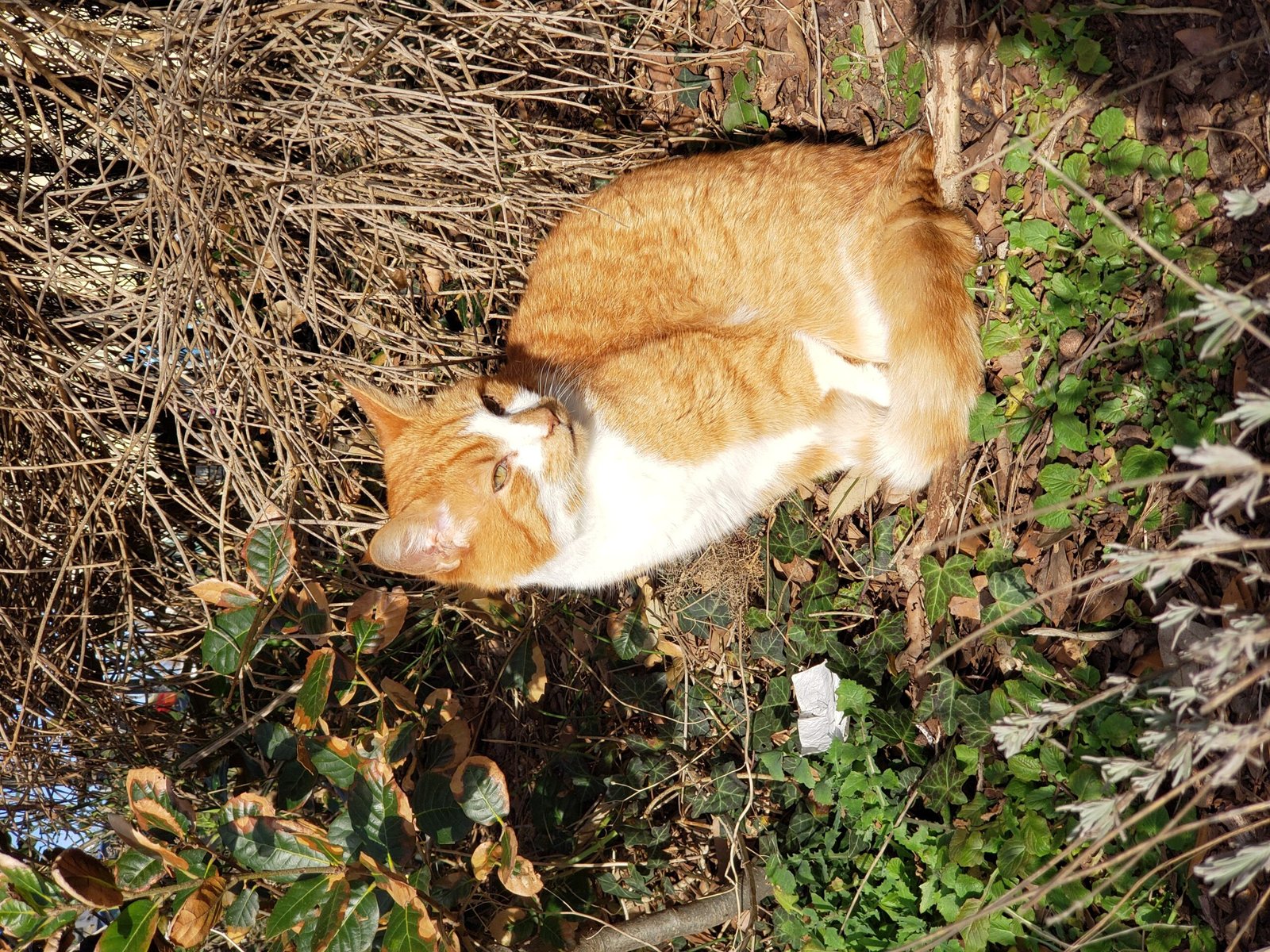 Give Your Cat a Special Morning Treat (image credits: wikimedia)