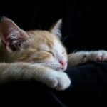 6 Reasons Why Cats Form Emotional Habits Around One Person