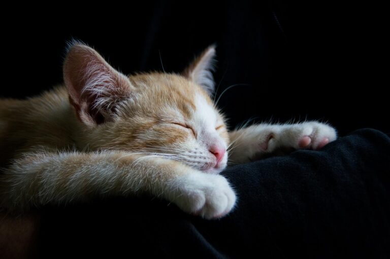 6 Reasons Why Cats Form Emotional Habits Around One Person