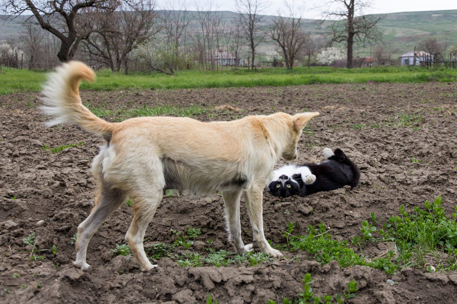 Playing With Other Pets (image credits: wikimedia)