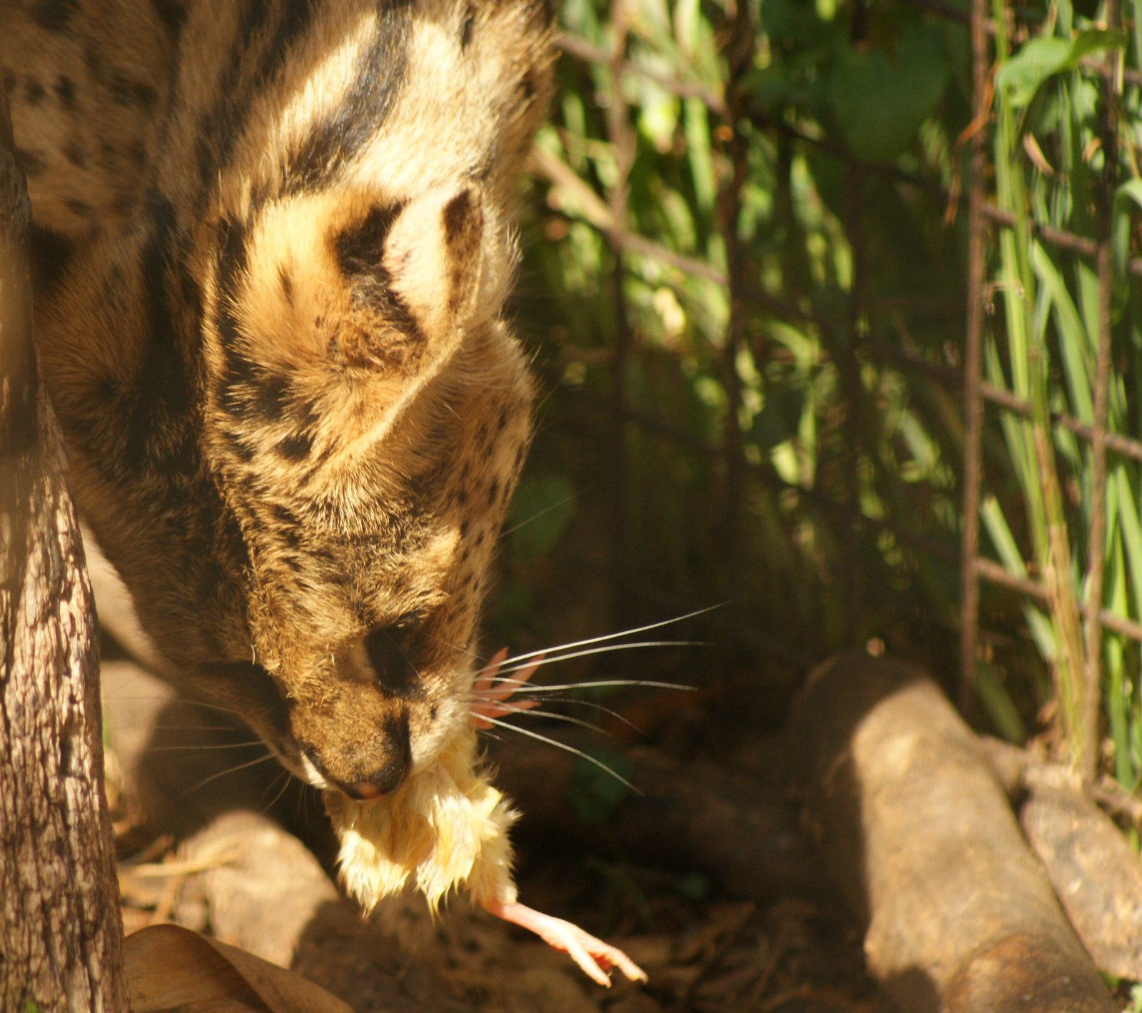 Eating in the Presence of People (image credits: wikimedia)