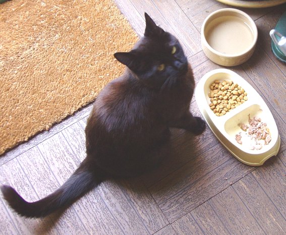 Changes in Eating Habits (image credits: wikimedia)