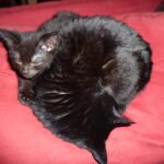 Unusual Affection Toward Objects