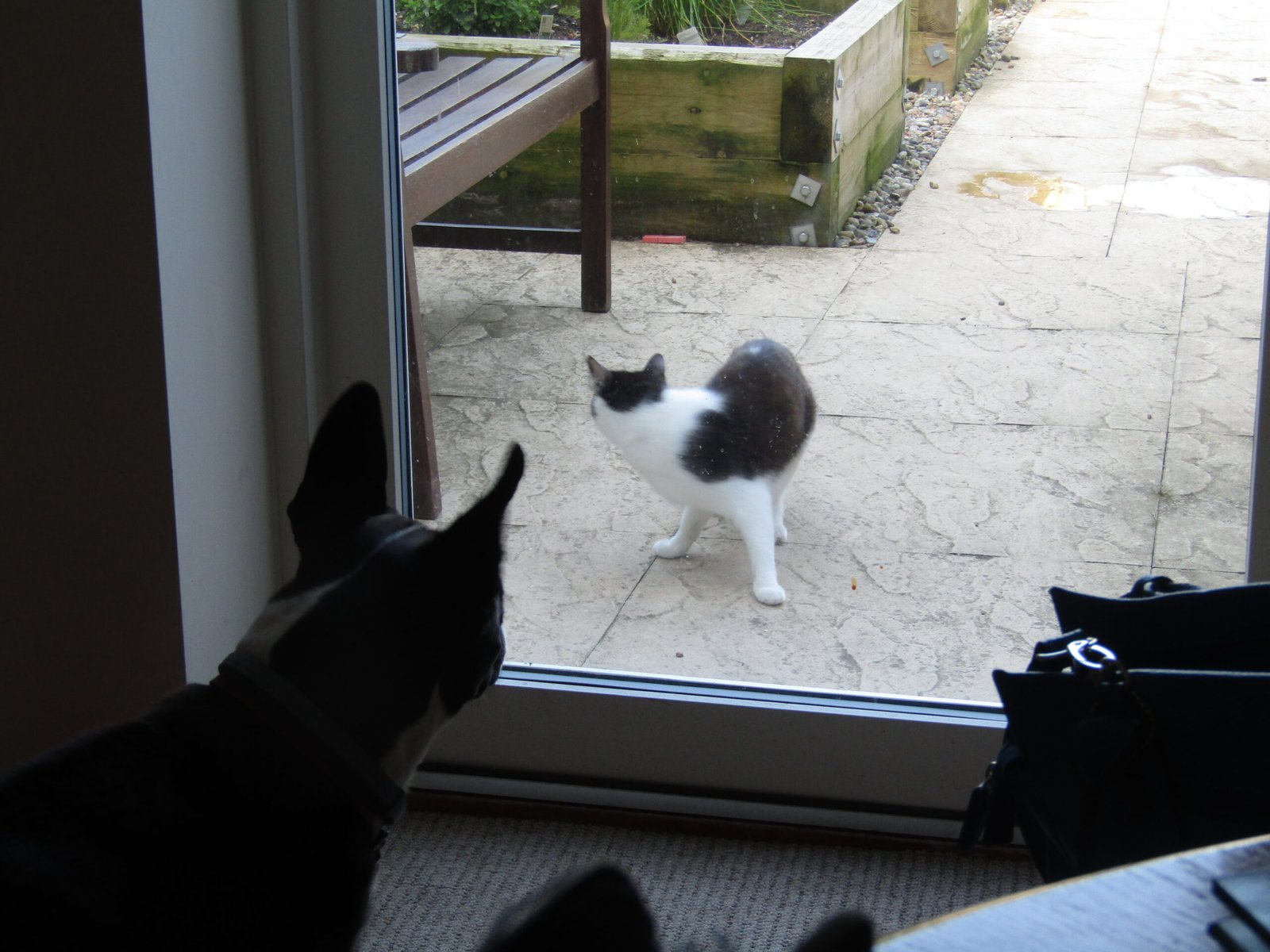 Change in Social Dynamics With Other Pets (image credits: wikimedia)