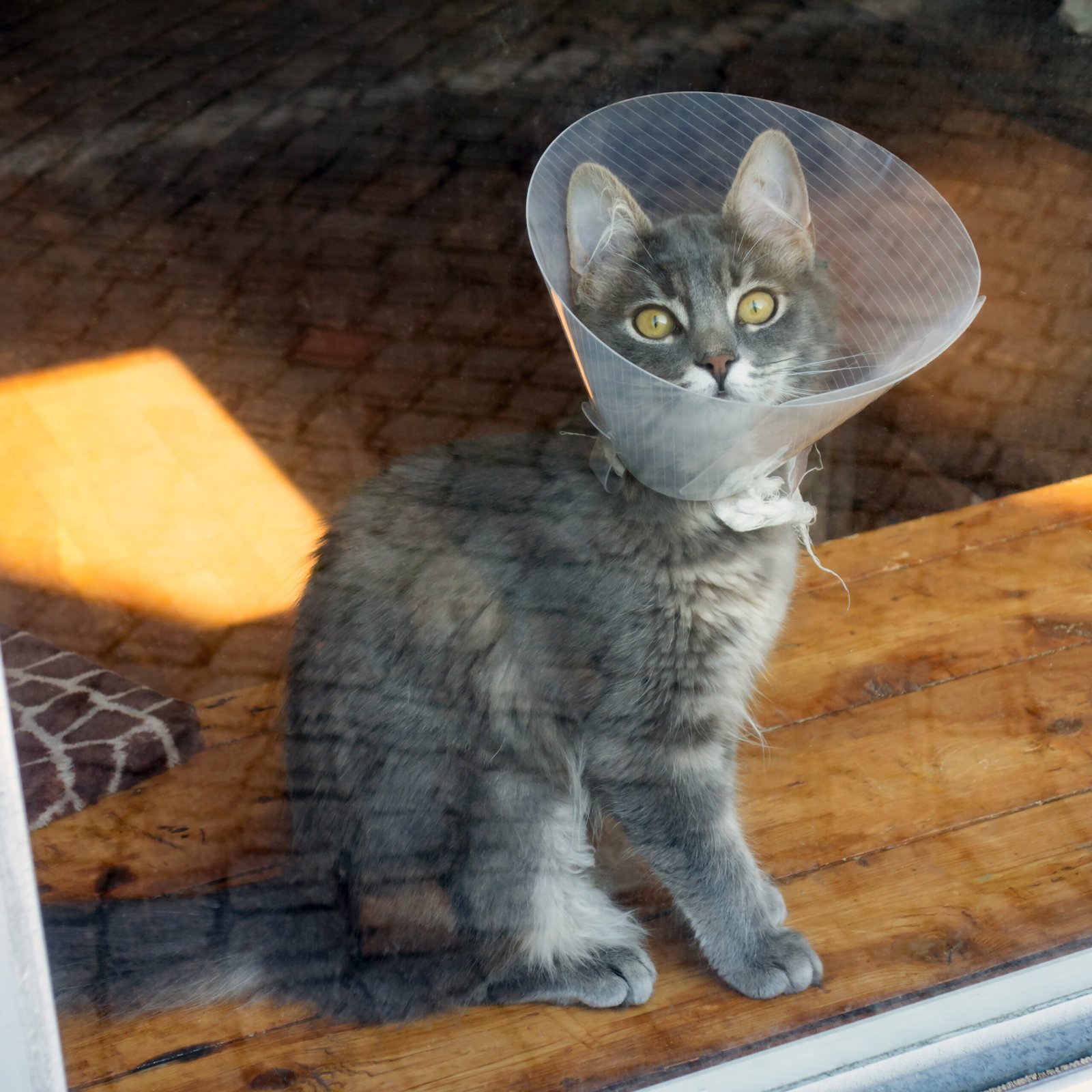 15. Watching the World Together (image credits: wikimedia)