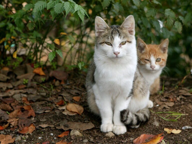 Social Butterflies: Cats for Large Families