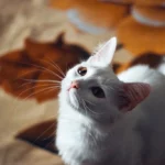 Allergy-Friendly Felines