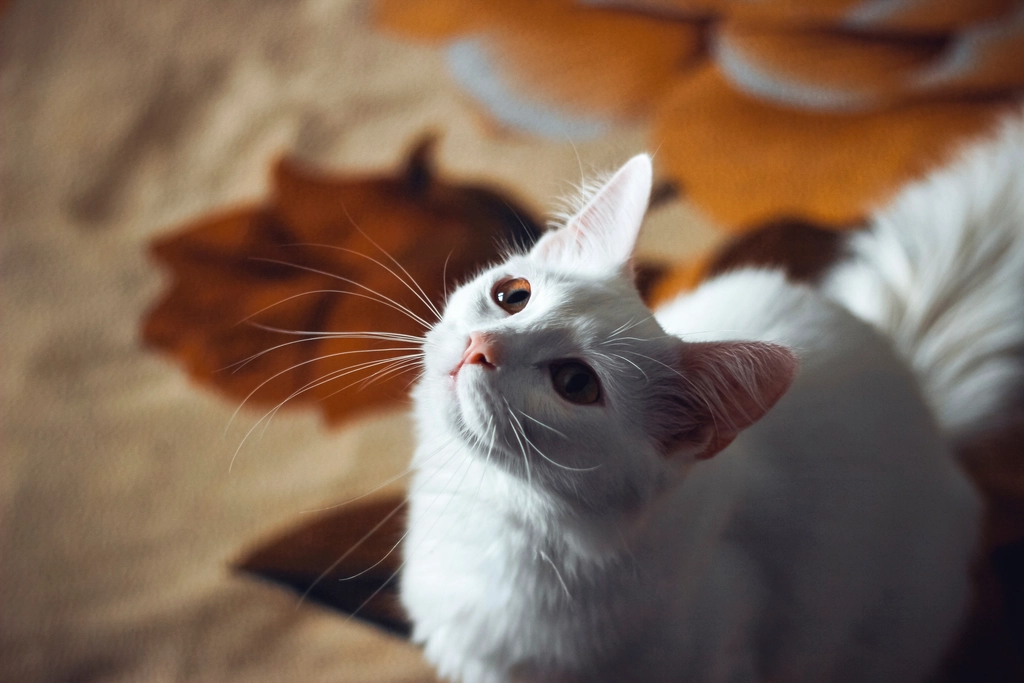 Allergy-Friendly Felines (image credits: rawpixel)