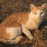Breeds That Do Well with Other Pets