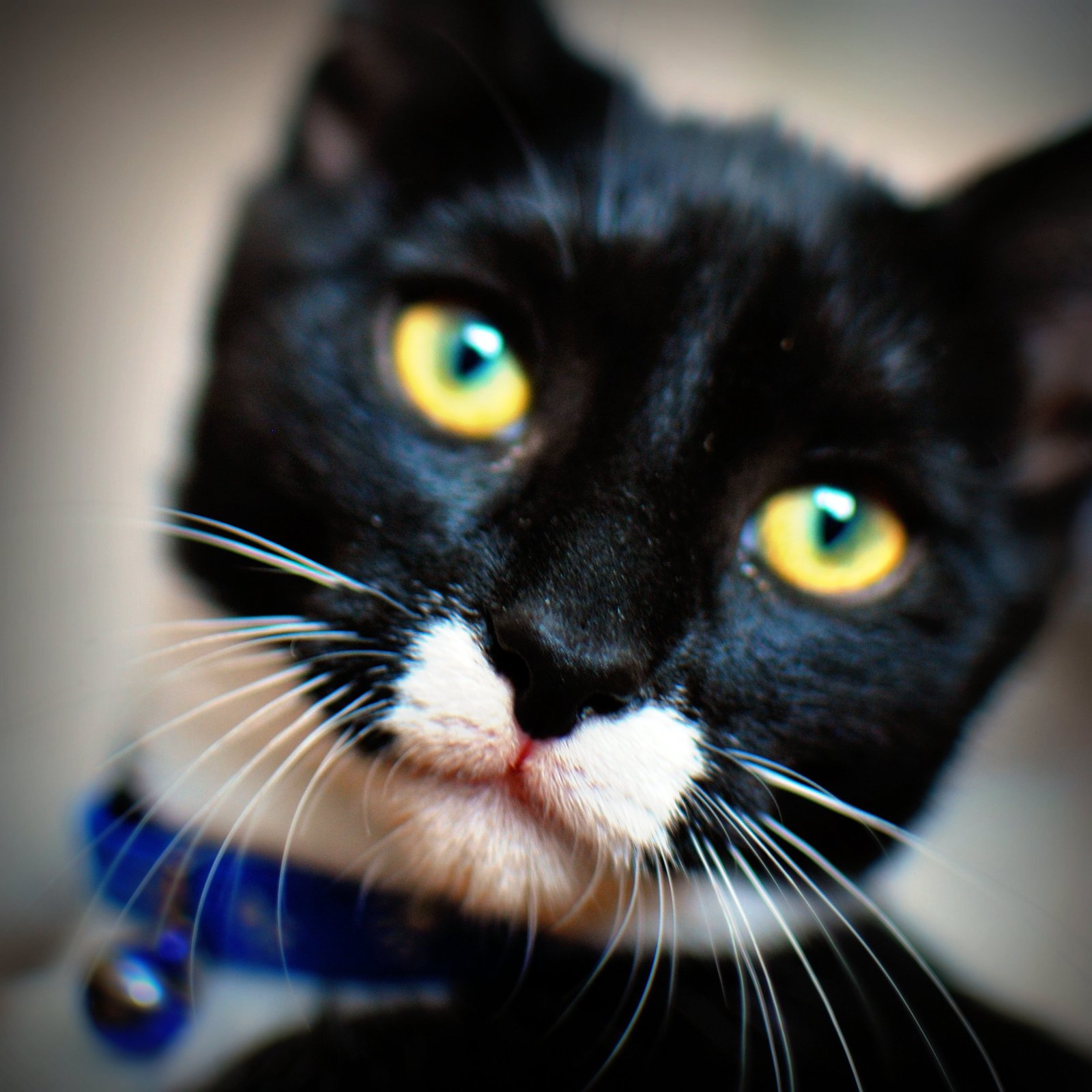 The Unchanging Litter Box Schedule (image credits: wikimedia)