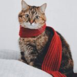 12 Little Habits That Help a Timid Cat Build Confidence
