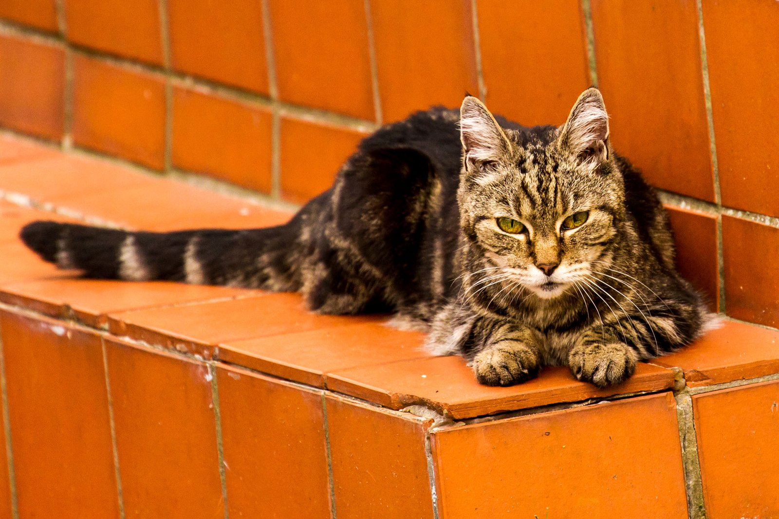 Supporting Senior Cats Through Change (image credits: wikimedia)