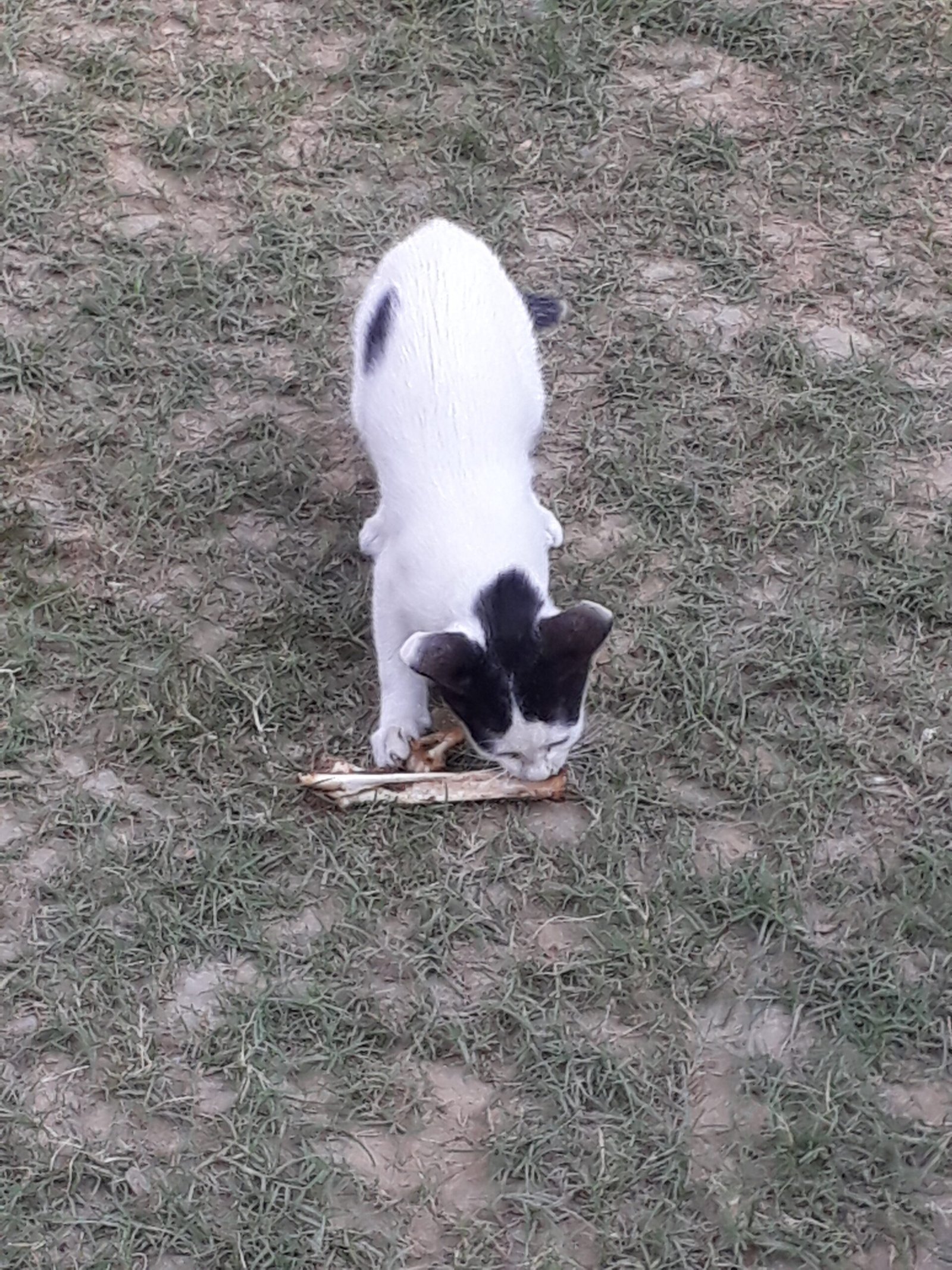Eating With Enthusiasm (image credits: wikimedia)