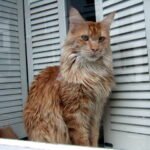 10 Emotional Shifts Felines Show When They Finally Feel Safe