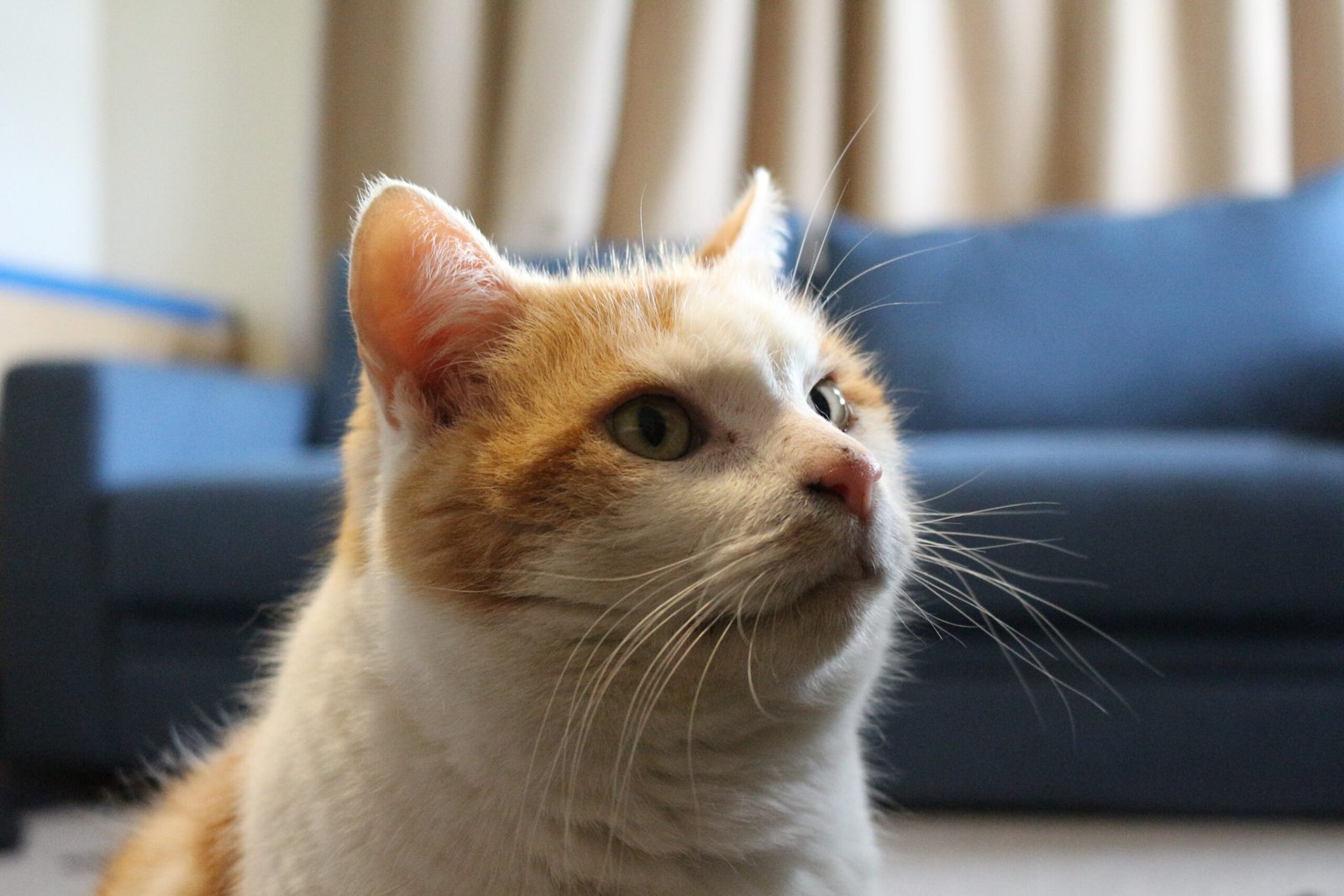 Sitting Nearby, Not on You (image credits: wikimedia)