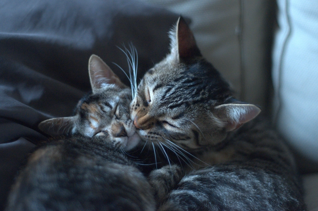 Grooming in Your Presence (image credits: rawpixel)