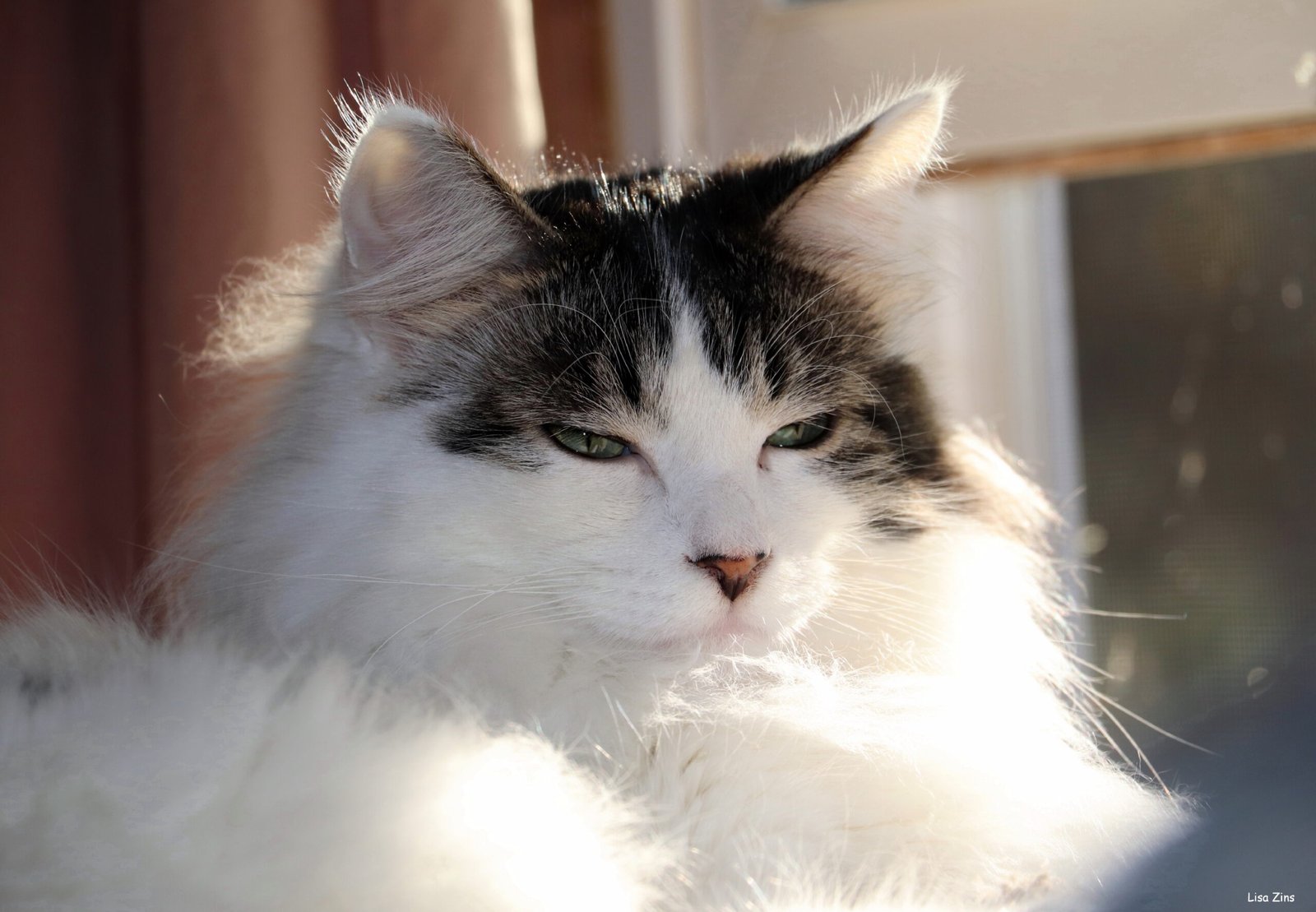 18. Assisting Shelter and Rescue Cats (image credits: wikimedia)