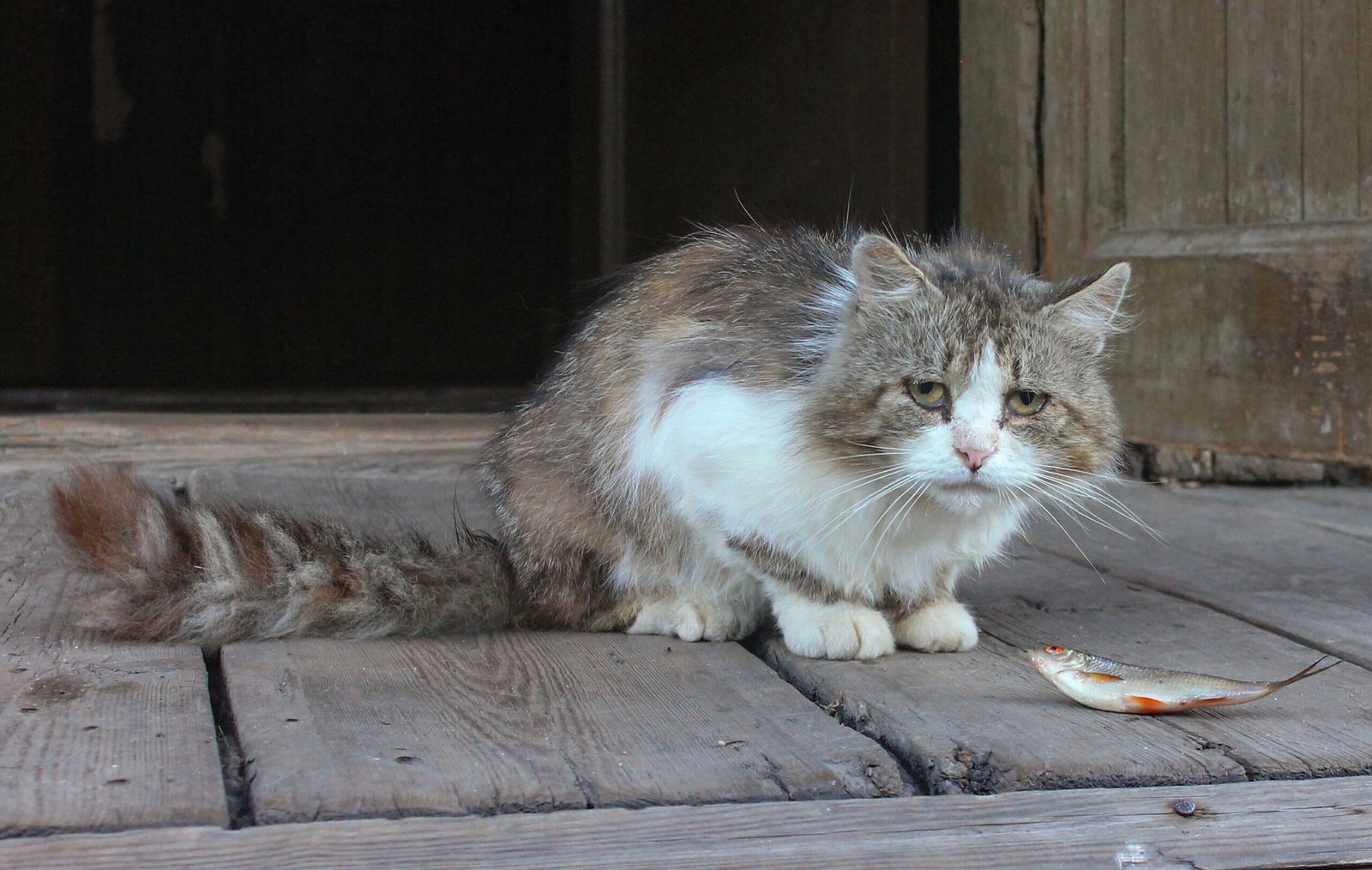 Adapting to Changes in Appetite and Eating Habits (image credits: wikimedia)