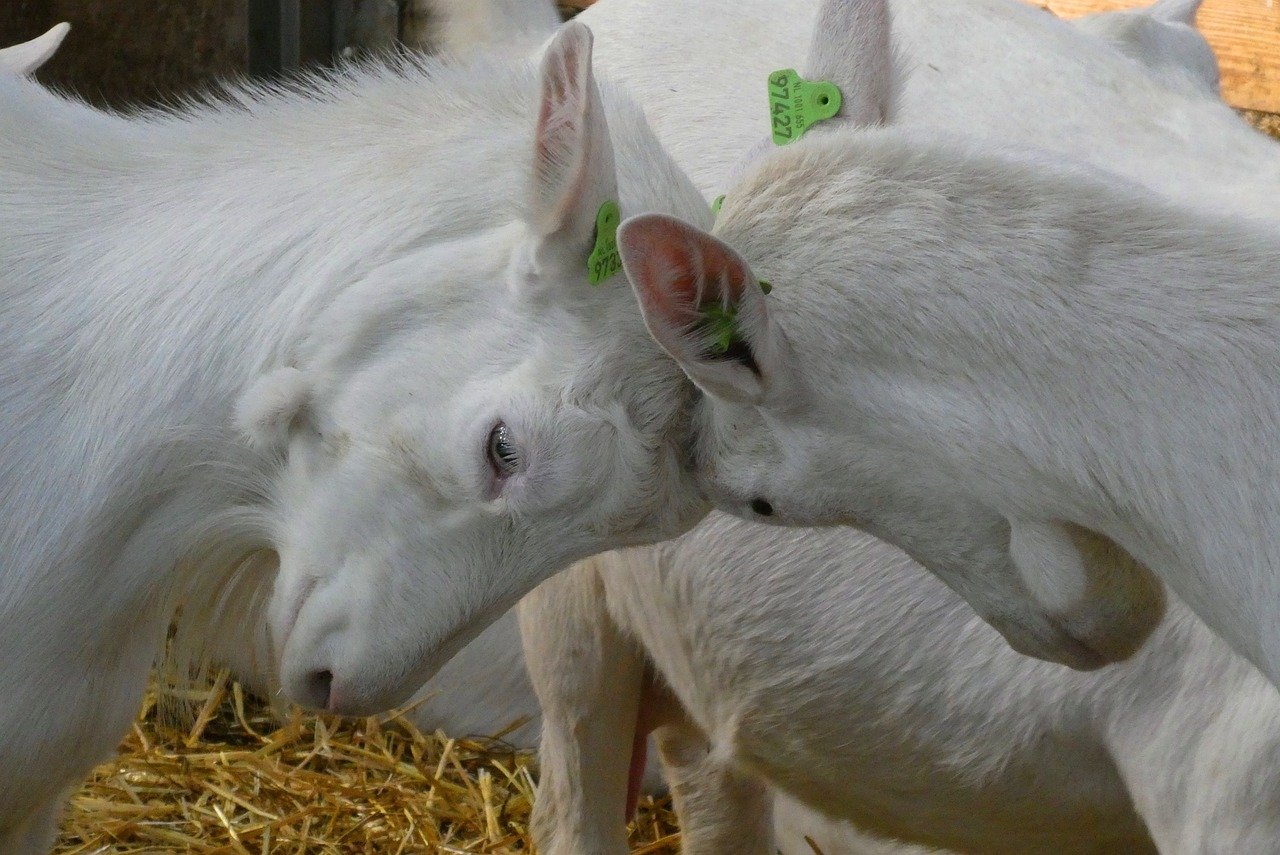 Head Butting: A Personal Mark of Affection (image credits: pixabay)