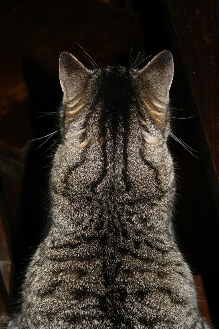 10 Surprising Ways Felines Communicate Emotional Safety
