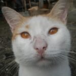 14 Hidden Behaviors That Rescue Cats Show When They’re Healing